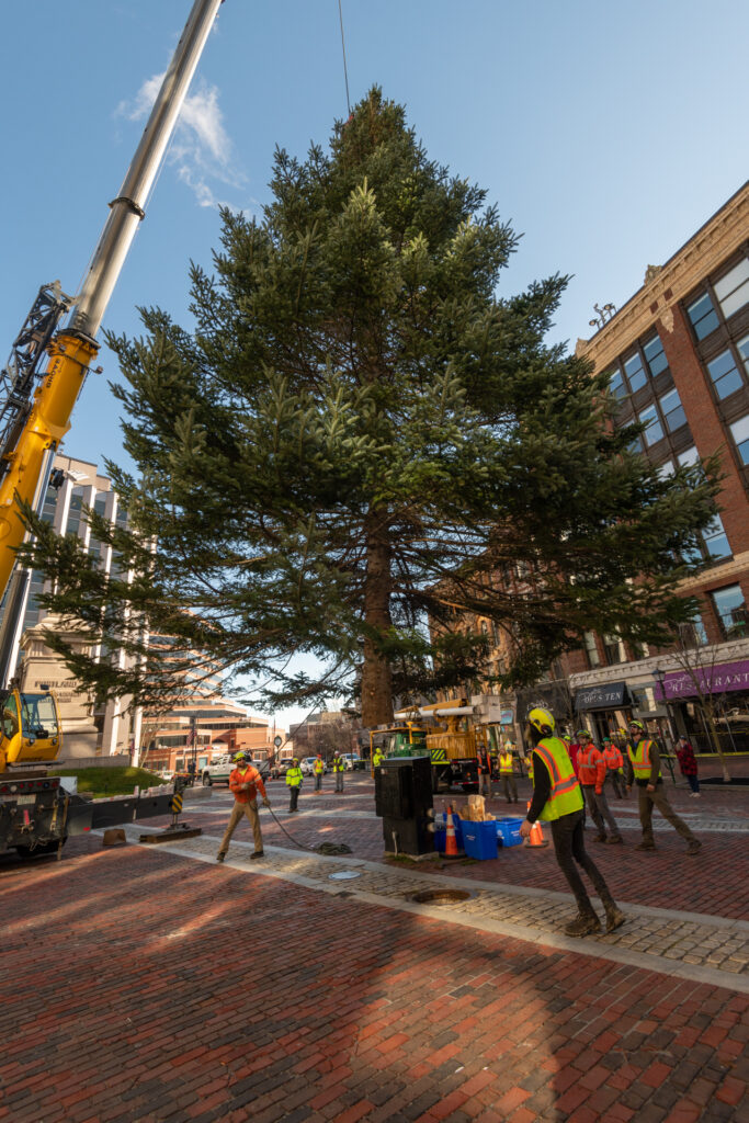 2022.11.17 Holiday Tree Arrival 79